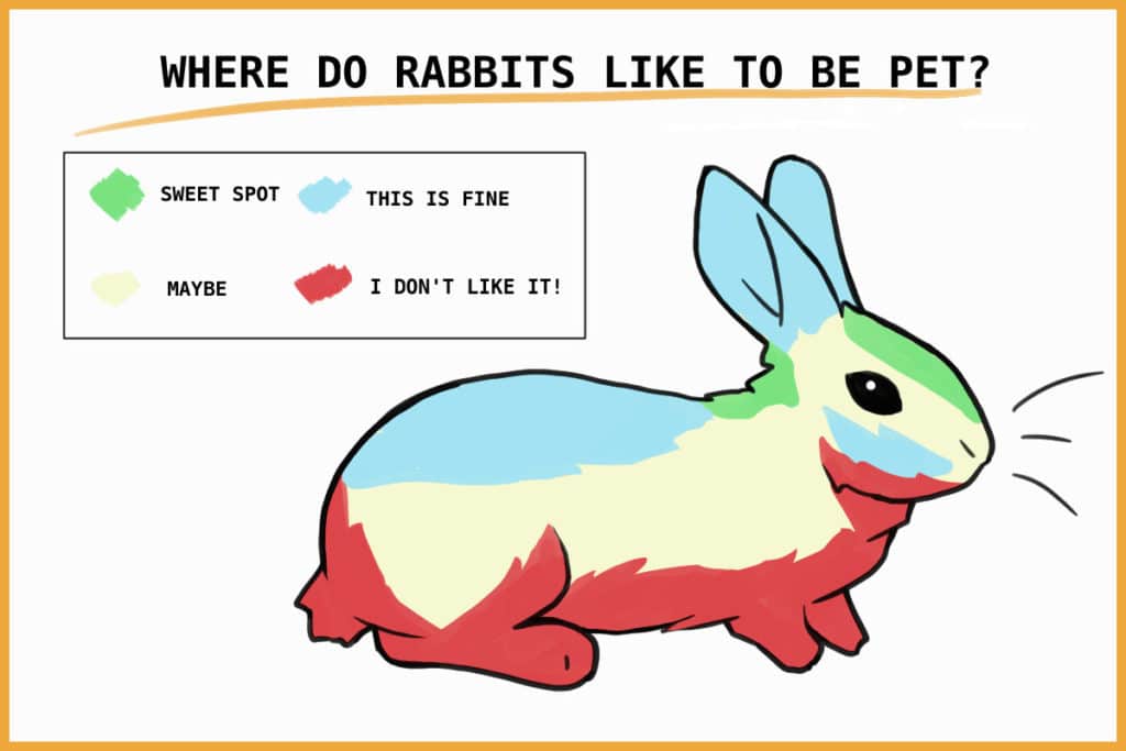 Why does my rabbit always want to be pet?