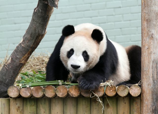 Why does the zoo have a second pair of pandas on loan?