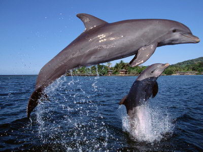 Why dolphins are endangered?