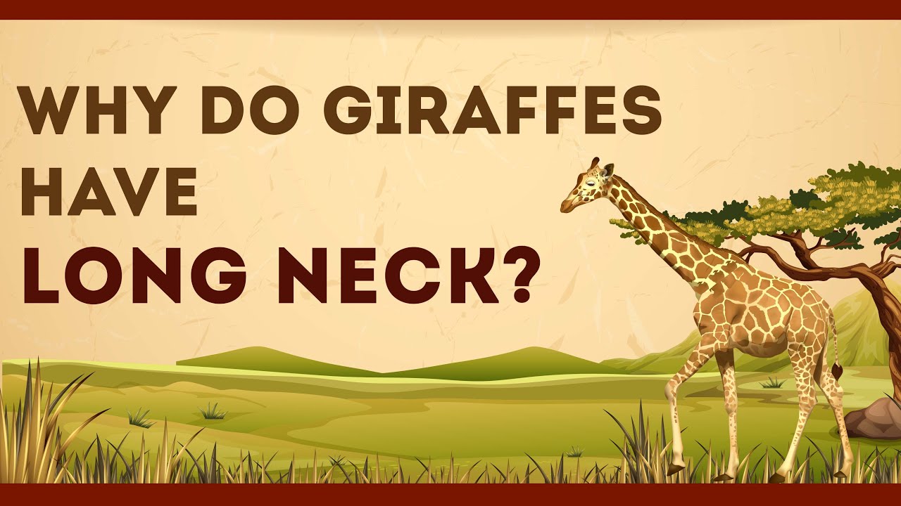 Why don't giraffes have long necks?