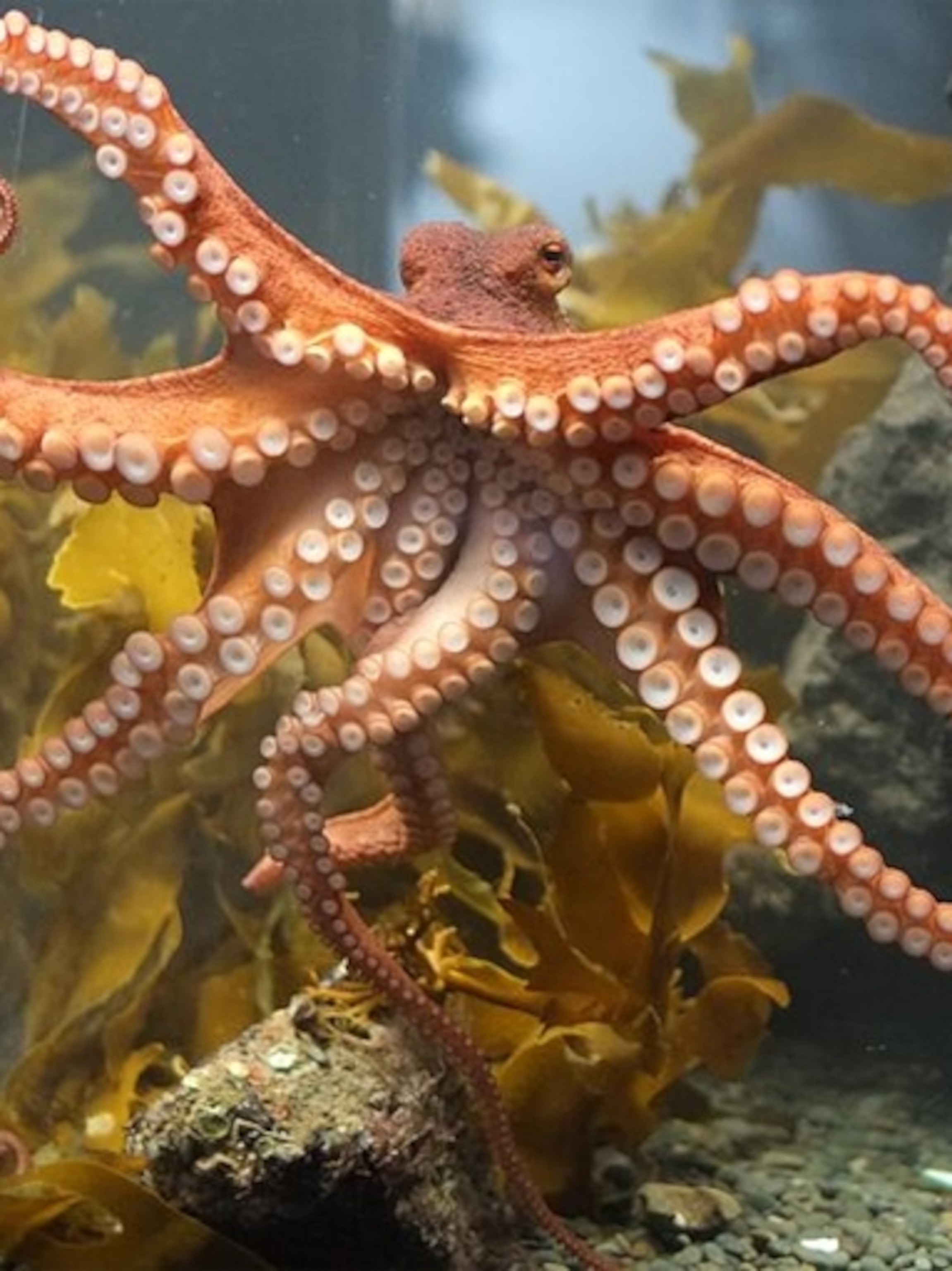 Why don't octopuses have suckers on their arms?