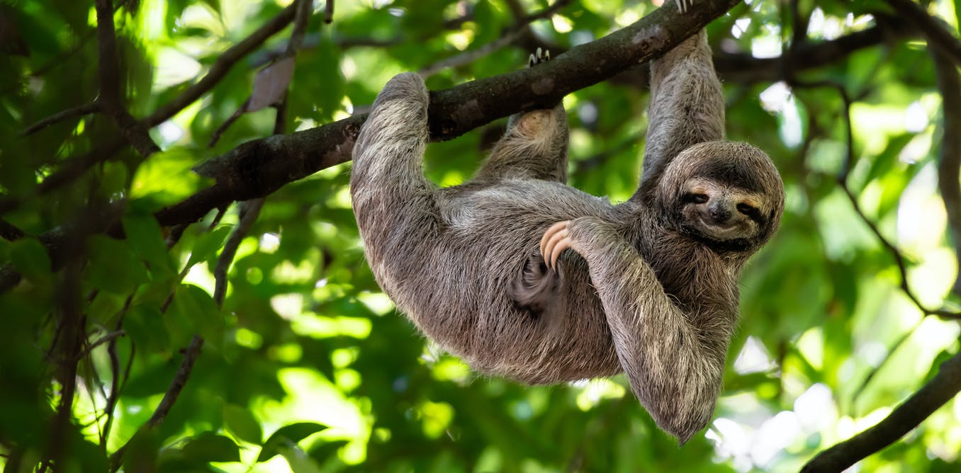 Why don't sloths eat more leaves?