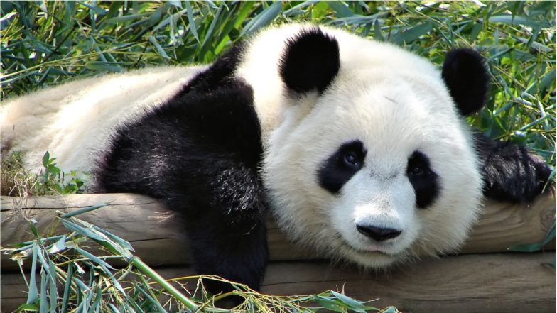 Why has China downgraded pandas to a 'vulnerable' species?