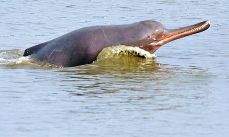 Why Indus Dolphin is blind?