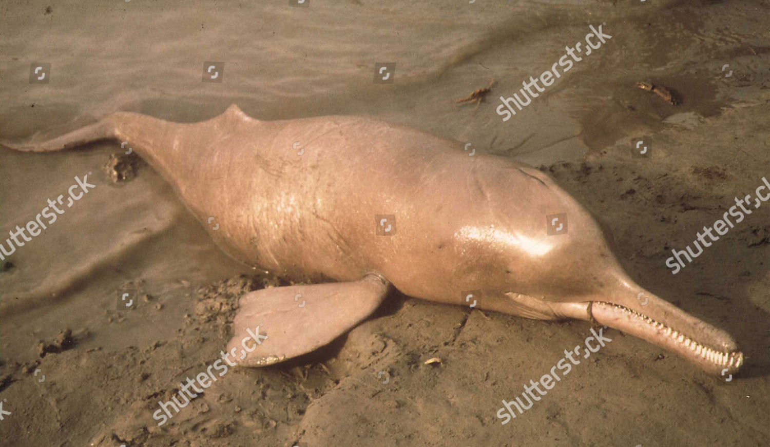 Why Indus dolphins are blind?