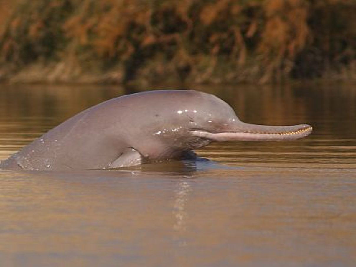 Why Indus River dolphin is blind?