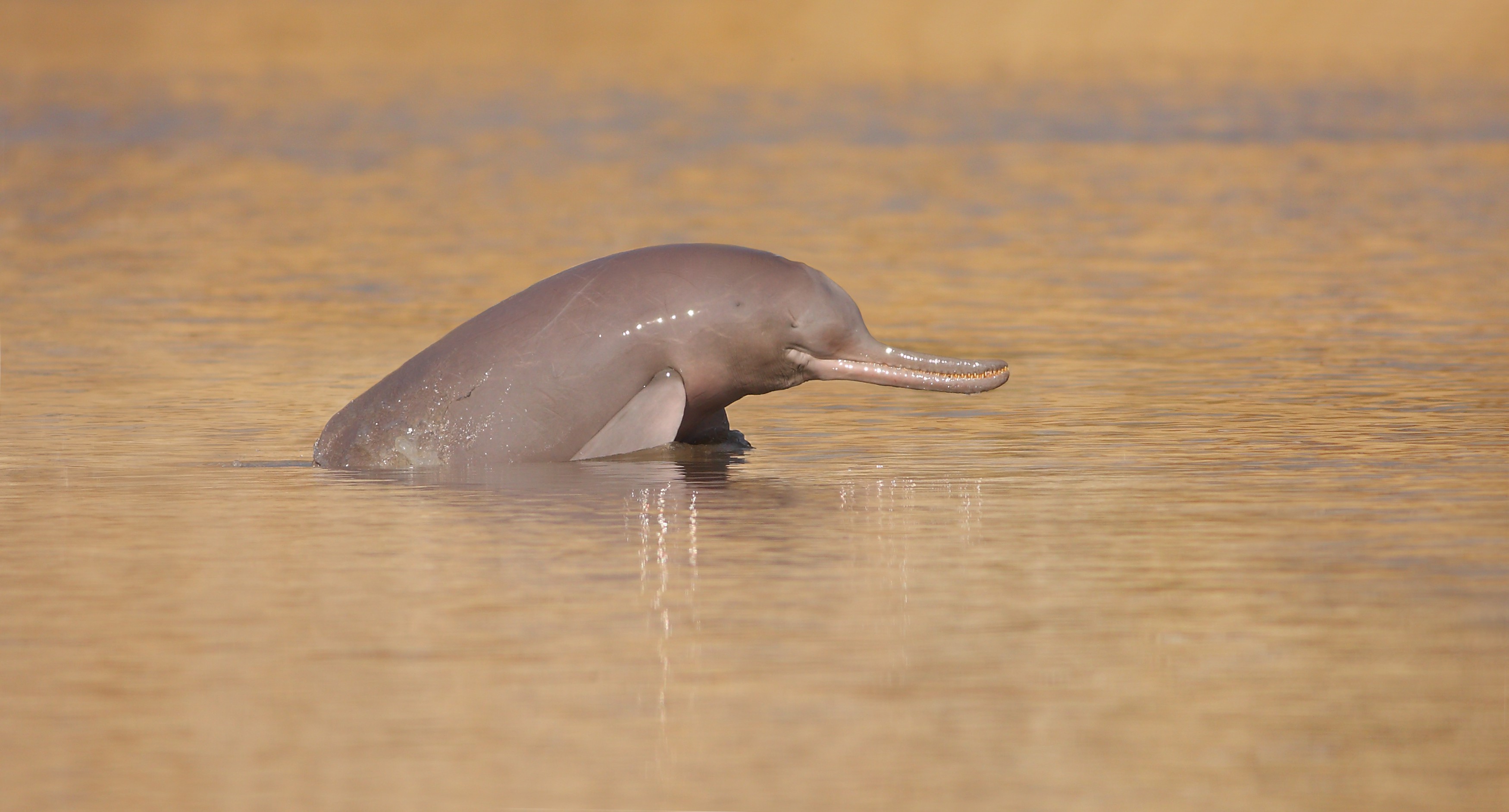 Why Indus River dolphins are blind?
