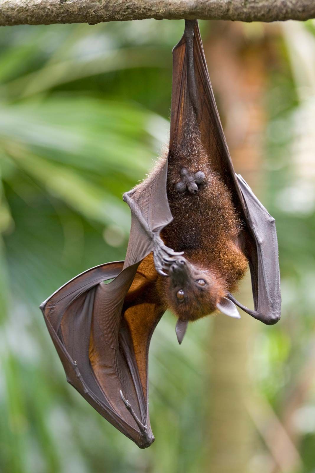 Why is a flying fox called a flying fox?