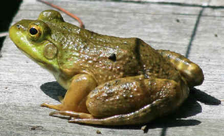 Why is a frog an amphibian?