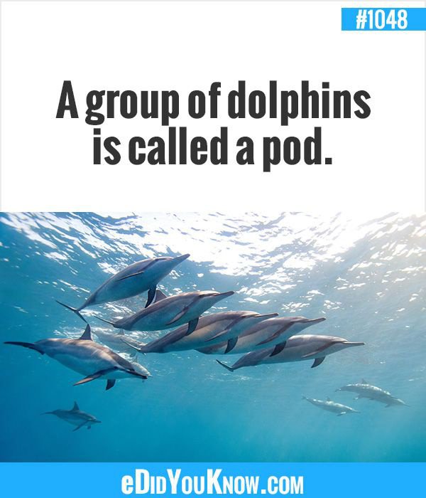 Why is a group of dolphins called a pod?