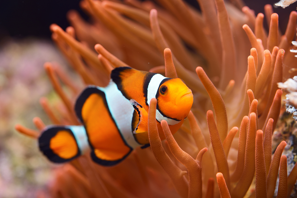 Why is clownfish not a mammal?