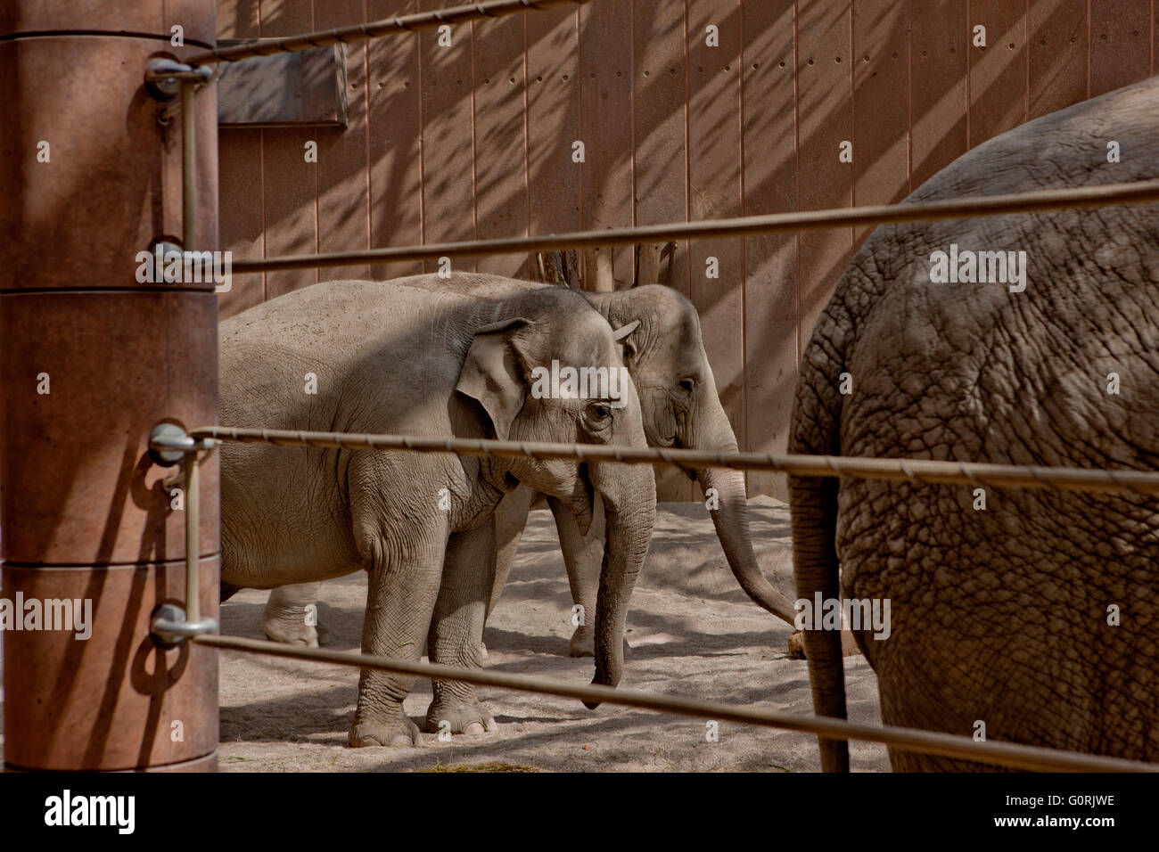 Why is Elephant House closed?