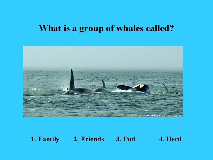 Why is it called a pod of whales?