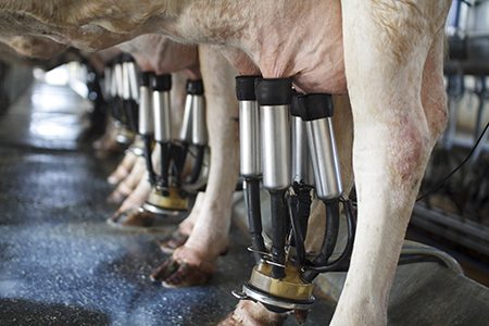 Why is milking cows cruel?