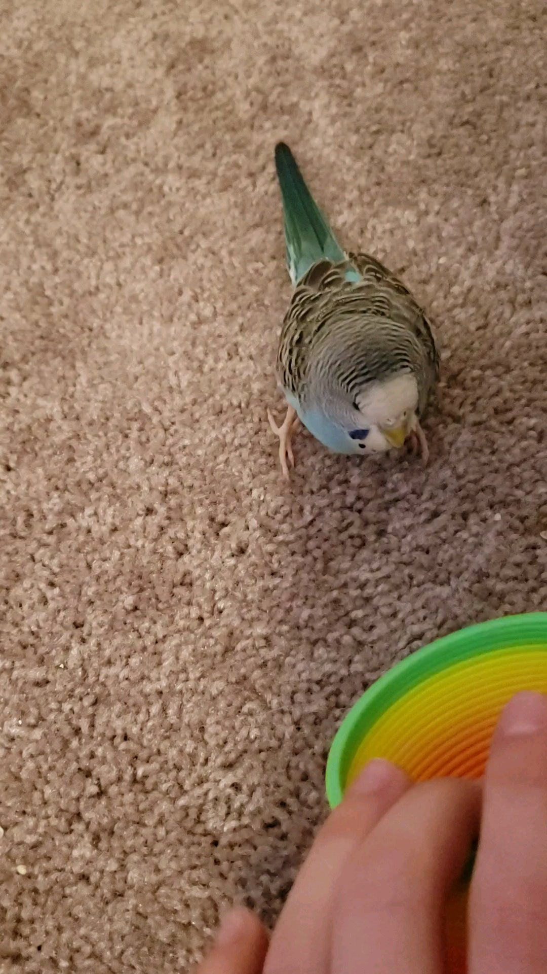 Why is my bird wobbly?