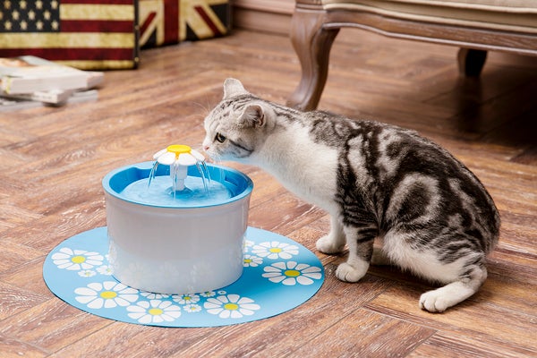 Why is my cat not drinking from the water bowl?