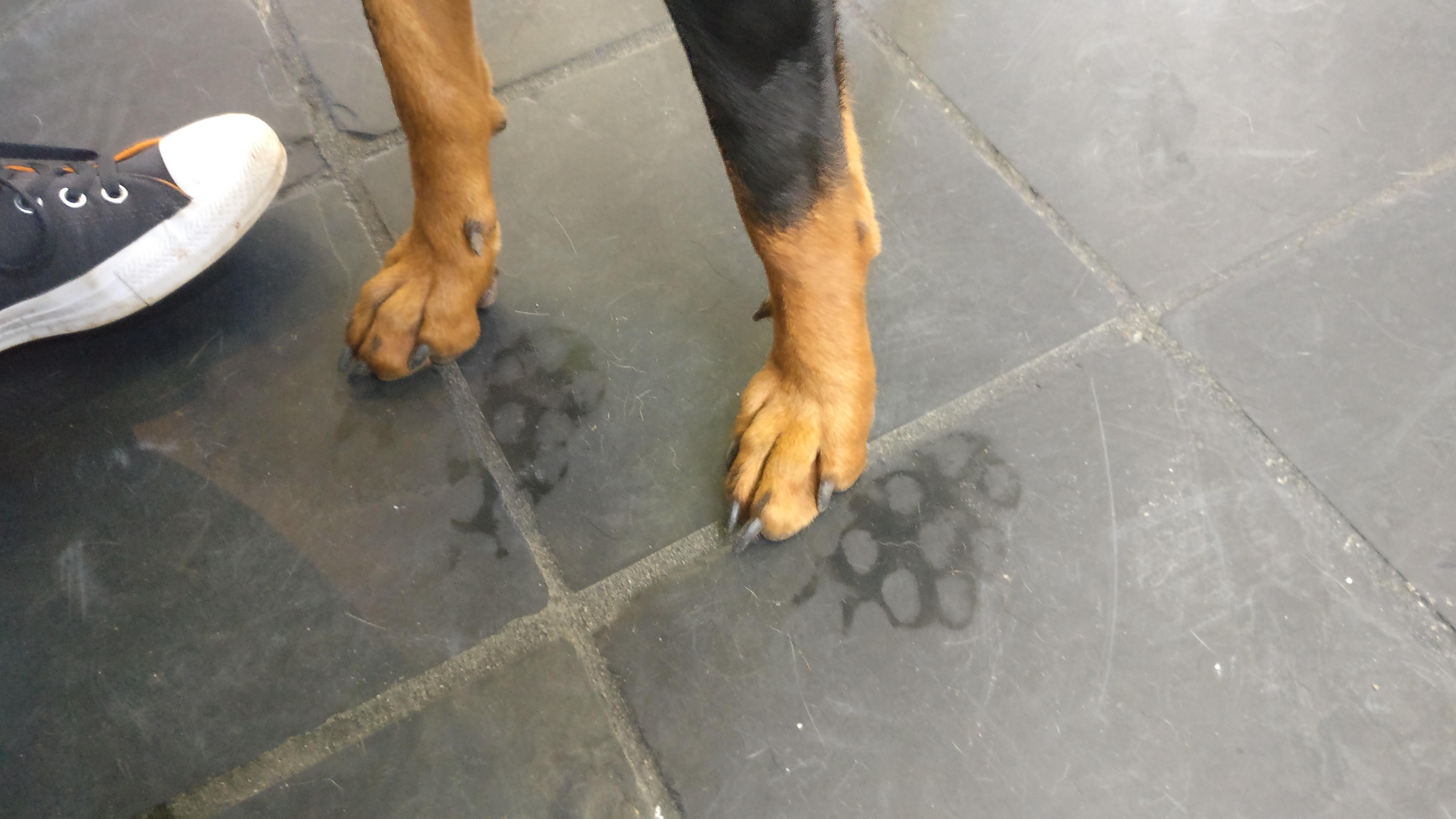 Why is my dog sweating through his paws?