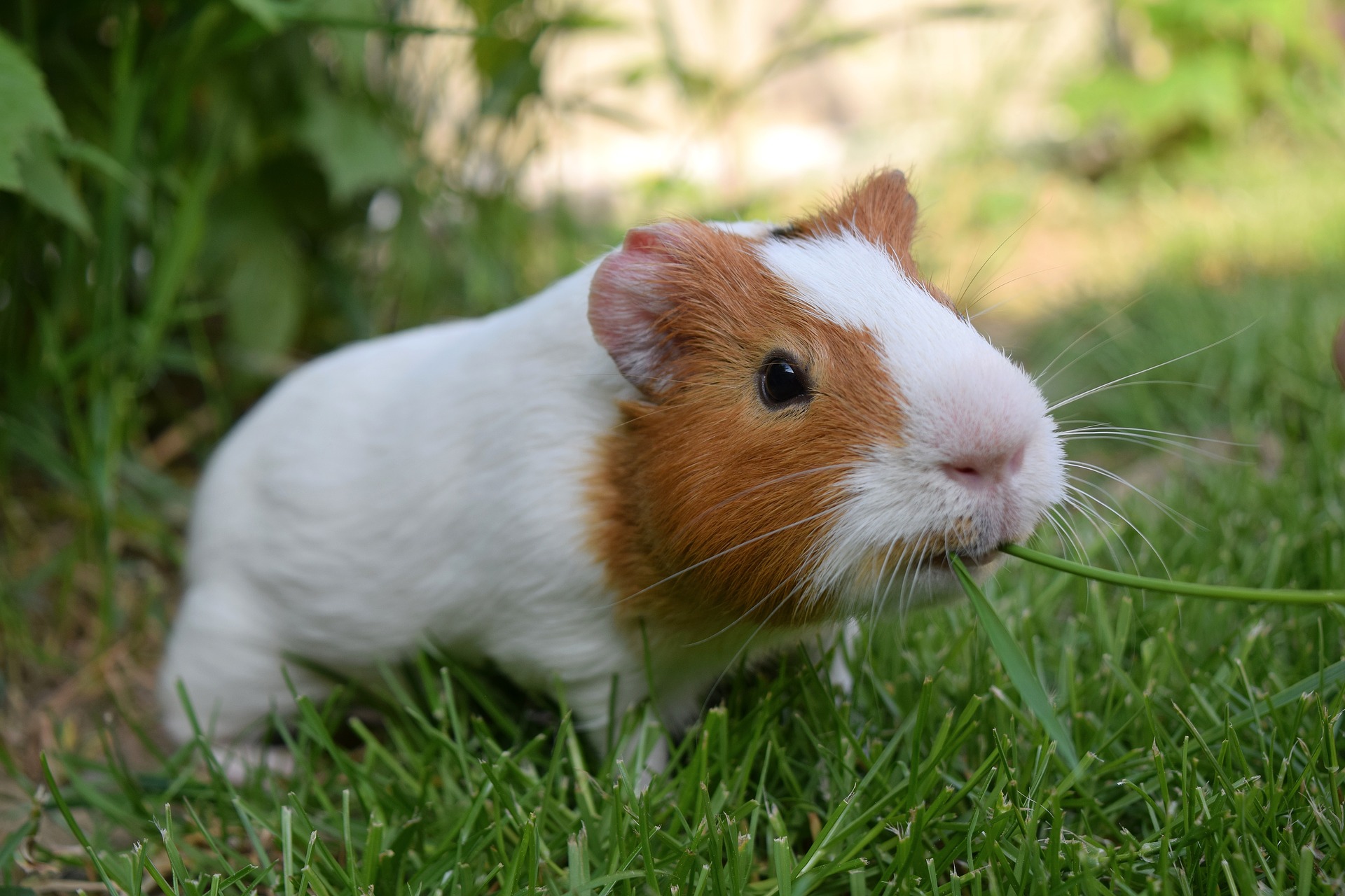 Why is my guinea pig eating grass and not drinking?