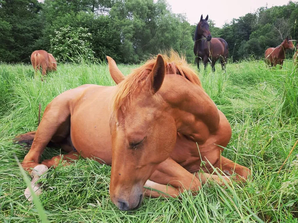 Why is my horse laying down so much?