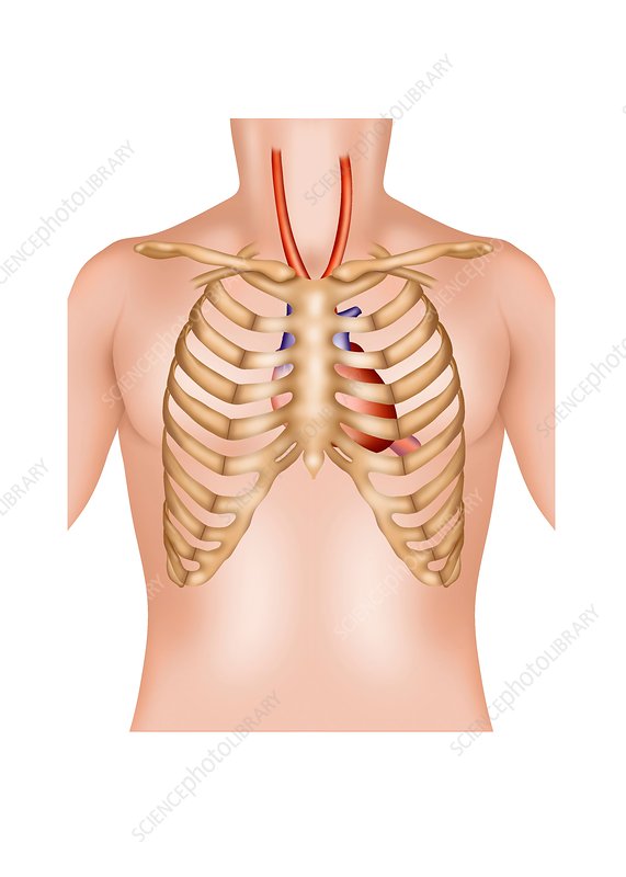 Why is our heart inside the rib cage?