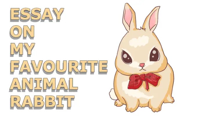 Why is rabbit my Favourite animal?