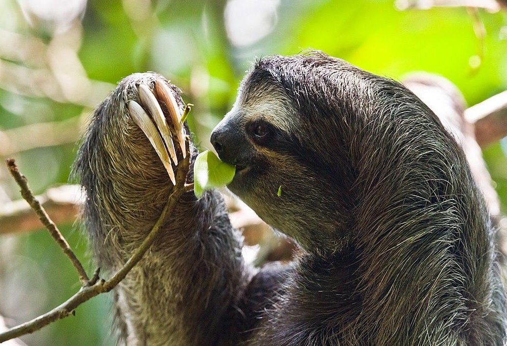 Why is sloth metabolism slow?