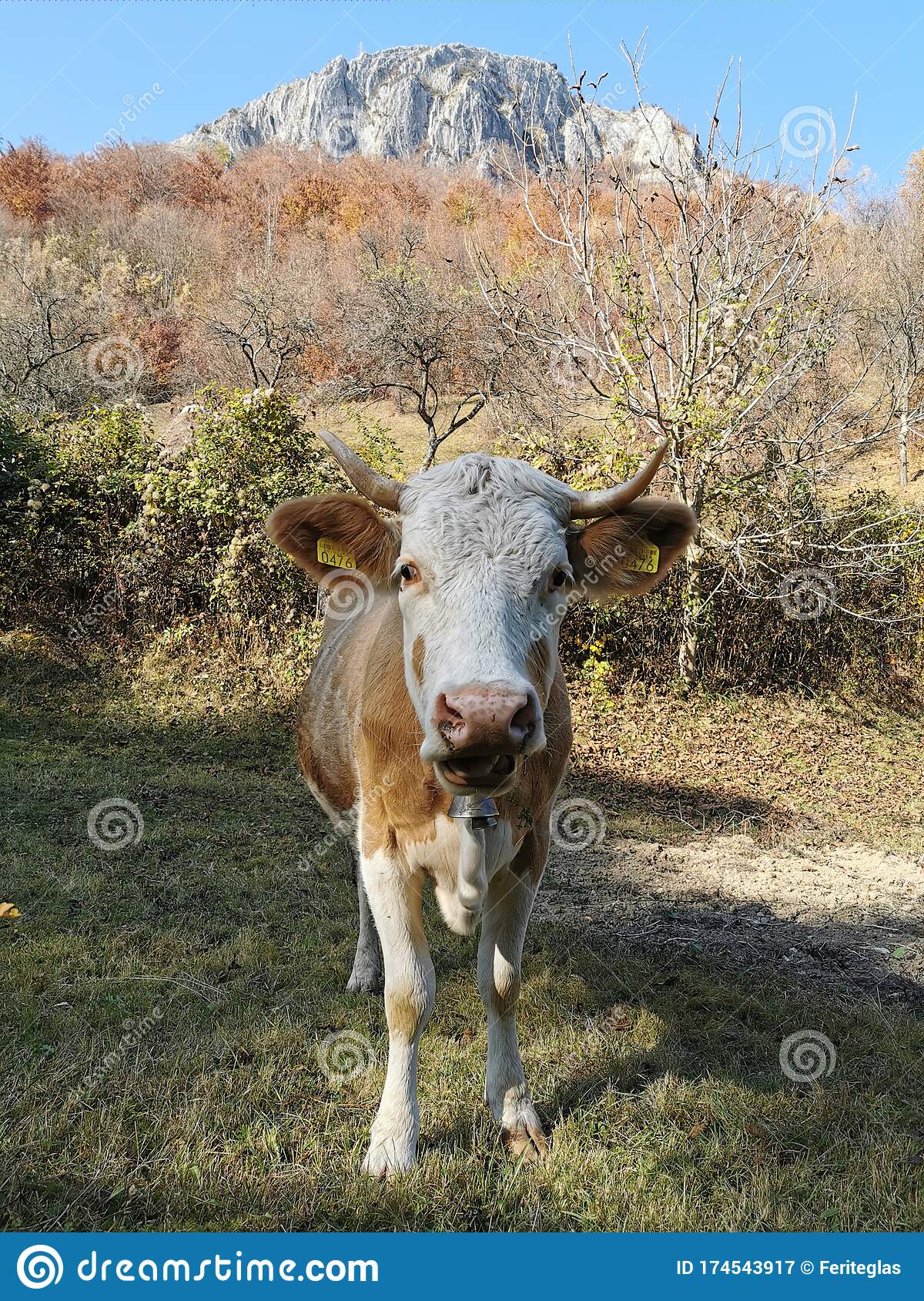 Why is the cow associated with peace?
