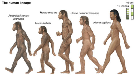Why is the genus Homo sapiens called the handy man?