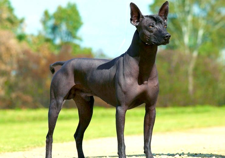 Why is the Xolo the Mexican national dog?