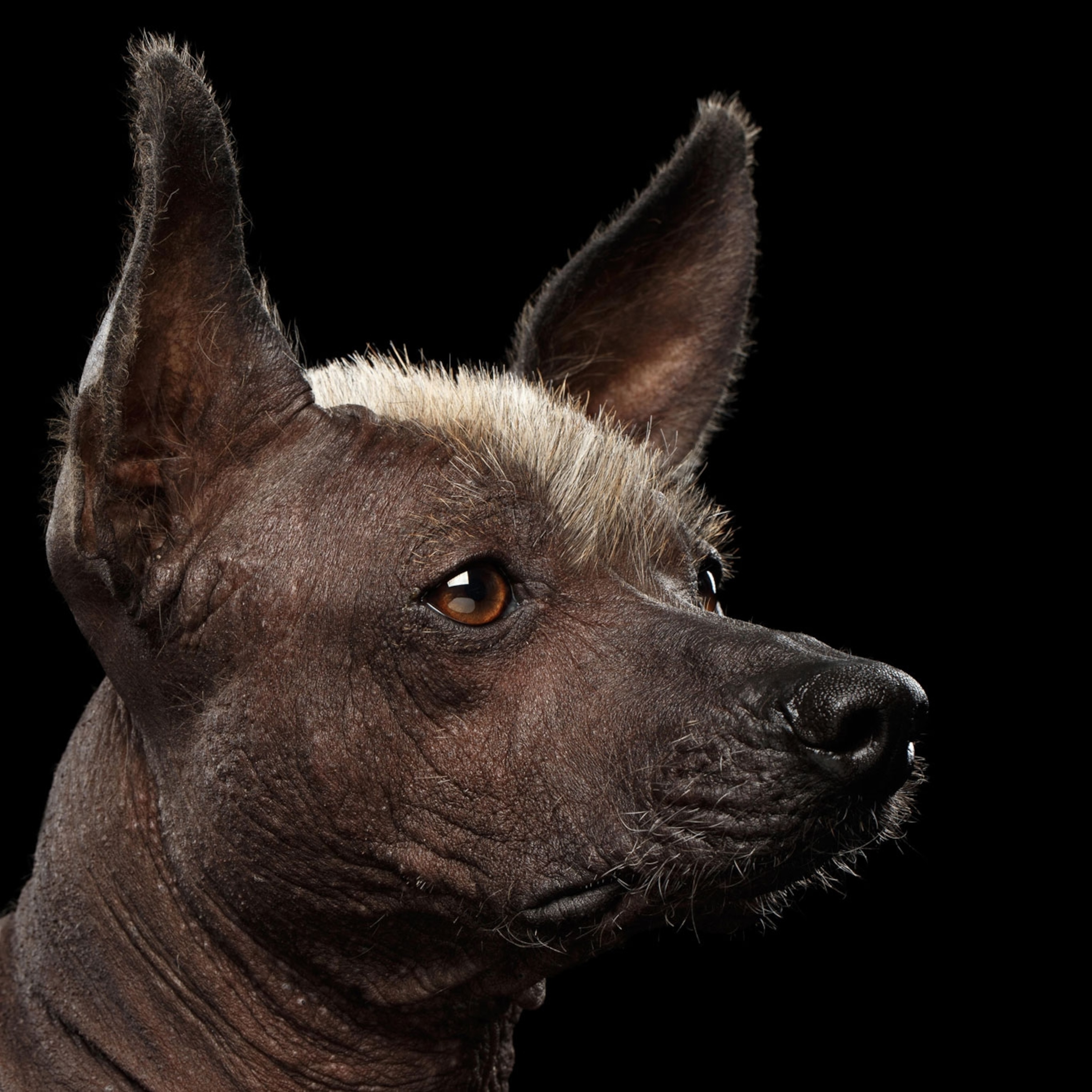 Why is the Xoloitzcuintli so important?