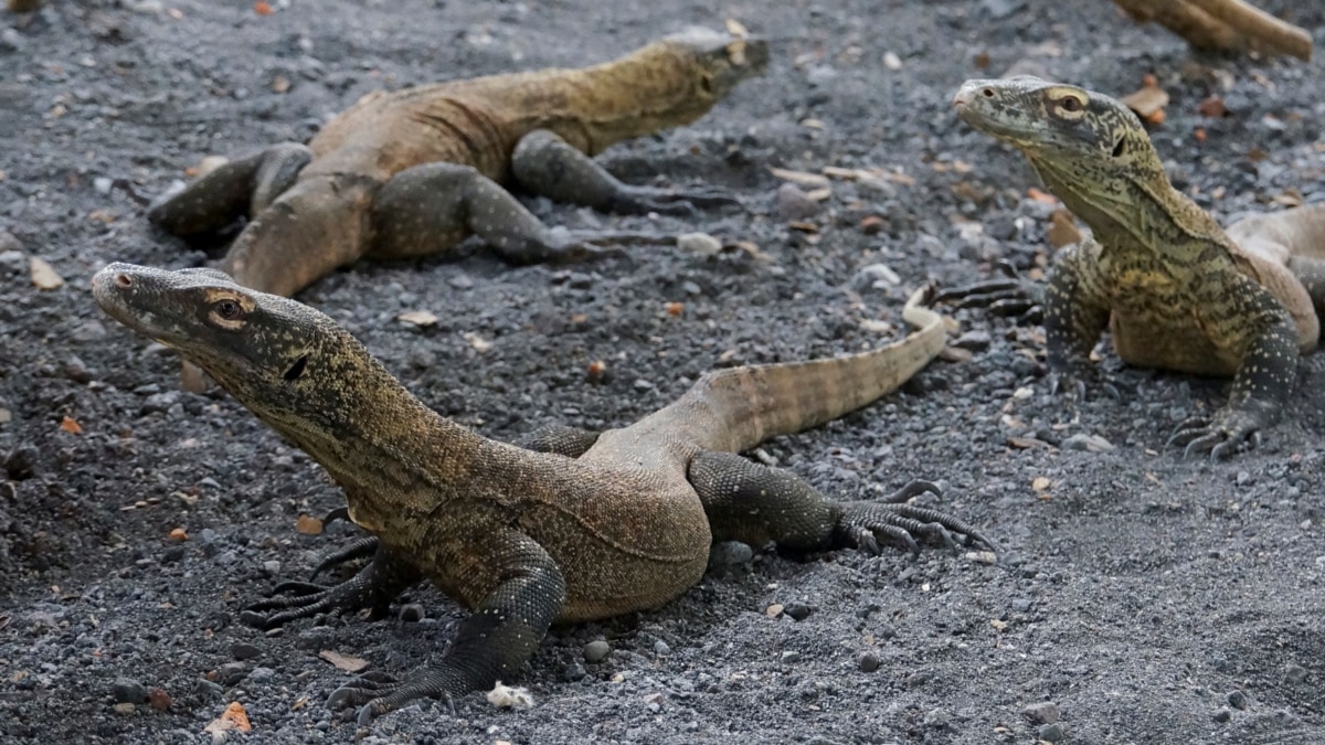 Why should we save Komodo dragons?