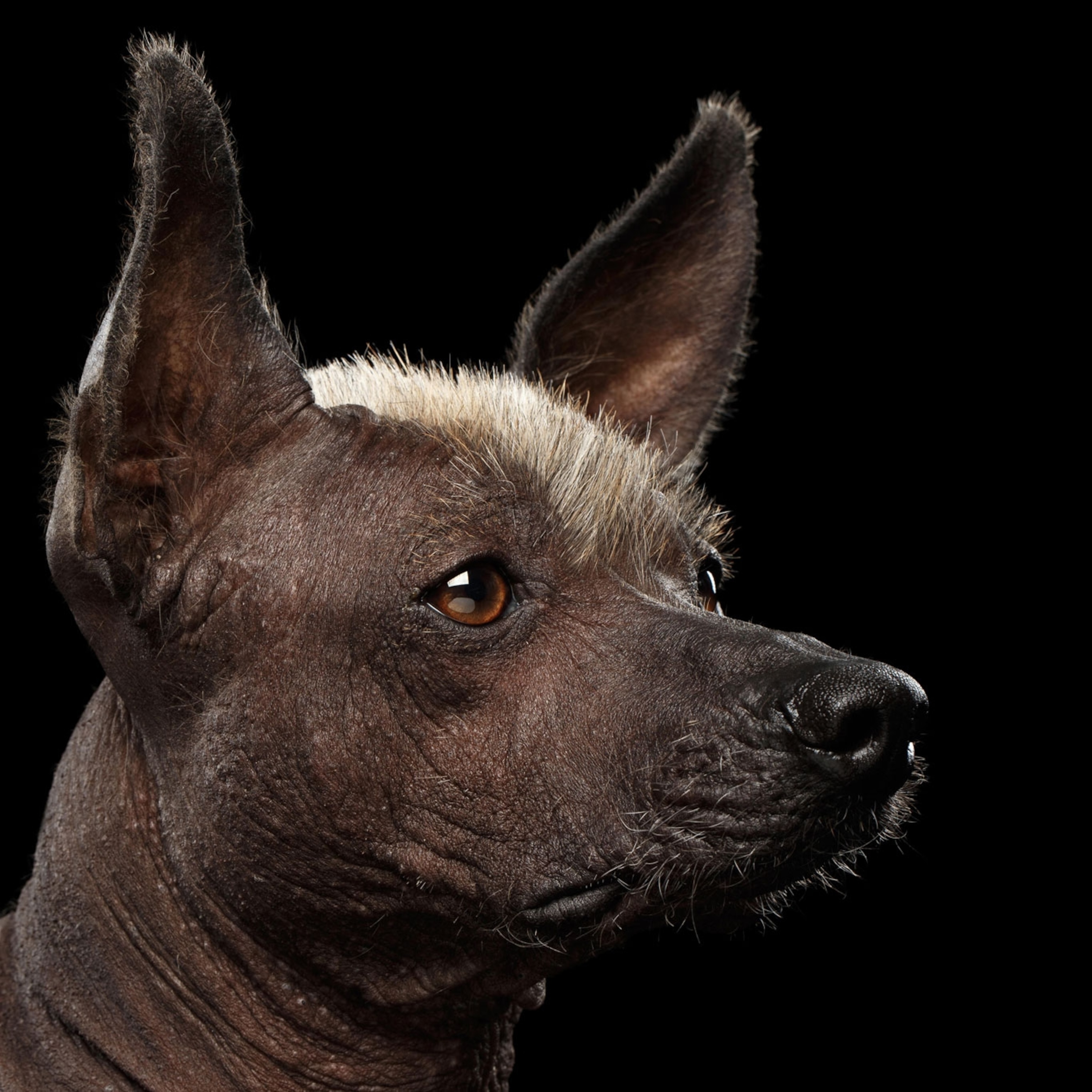 Why was the Mexican hairless dog sacred to the Aztecs?