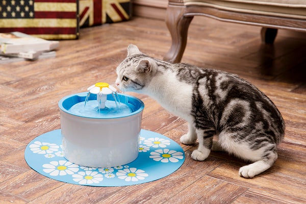 Why won't my Cat drink from a bowl?