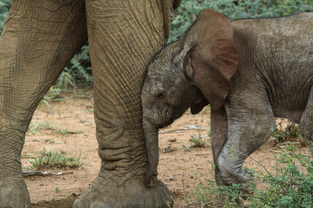 Why would an elephant kick a baby elephant?