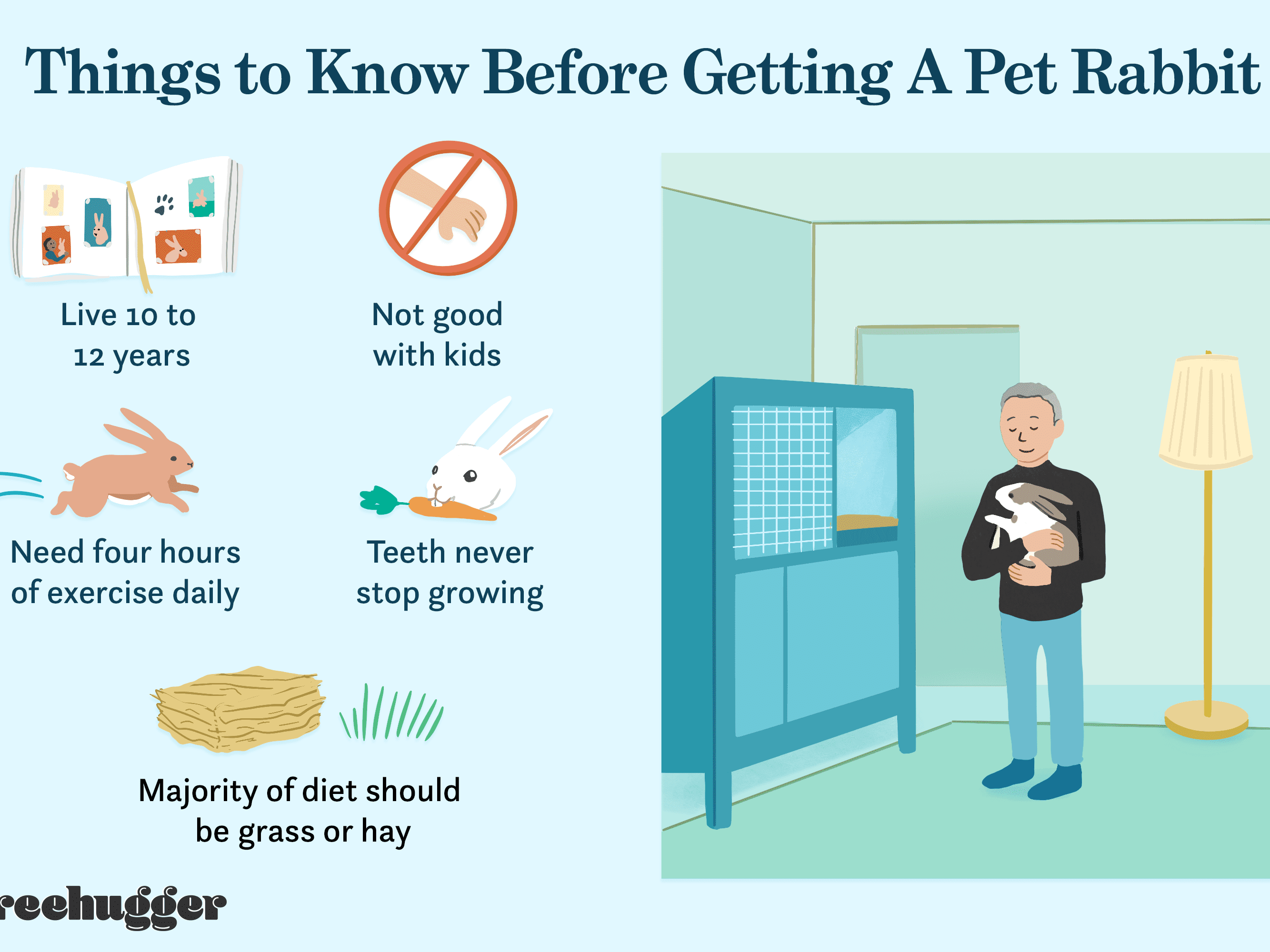 Why you should get a pet rabbit?