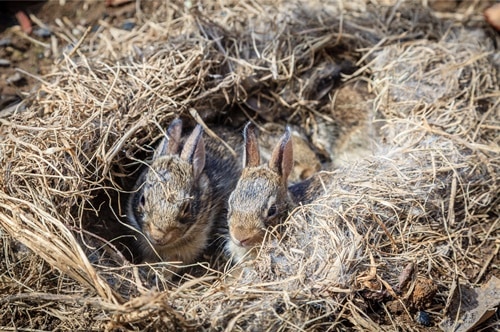 Will a mother rabbit harm her baby if she smells?