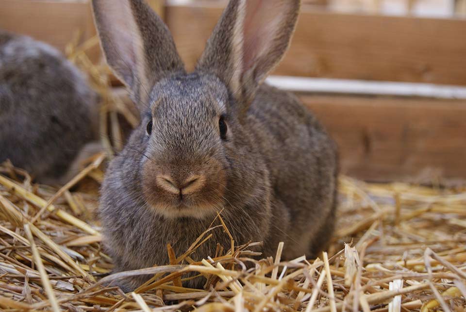 Will a rabbit eat its babies if touched by humans?