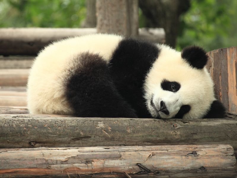 Will giant pandas go extinct?