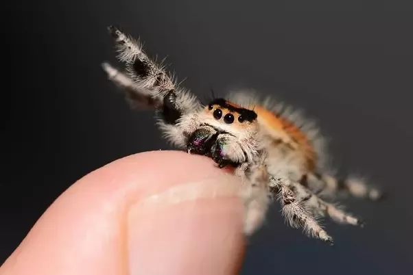 Will jumping spiders bite you?