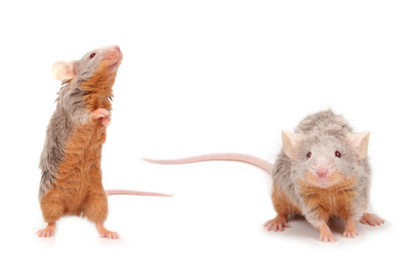 Will male mice kill baby mice?