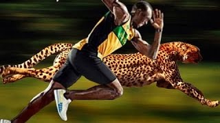 Would a cheetah beat Usain Bolt?