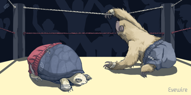 Would you choose a turtle or a sloth for a race?